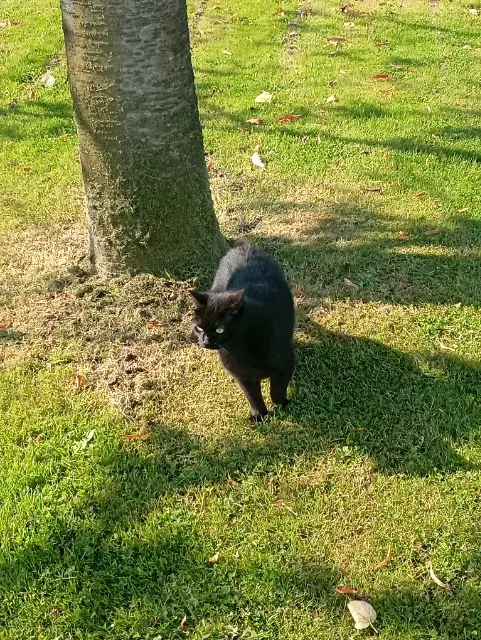 chat lost   41170 Couëtron-au-Perche Noireau alias "Nono"